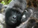 2019 ENDS ON A GREAT NOTE: MOUNTAIN GORILLAS INCREASING IN NUMBERS