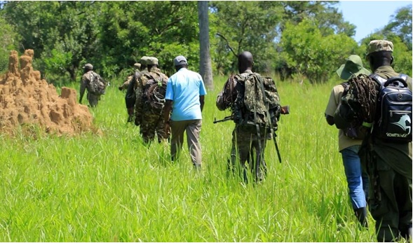 Isaac (in a blue shirt) with rangers conducting a foot patrol to remove snares in the park. Photo Credit: Clinton Tumebaze